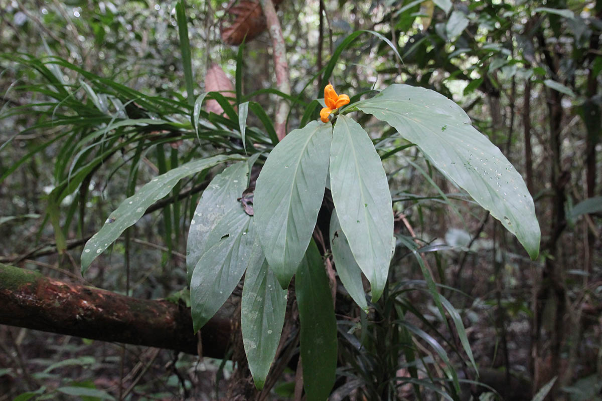 Image of genus Elettaria specimen.