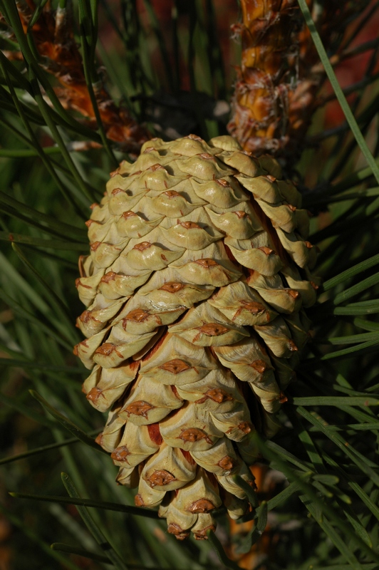 Image of Pinus pallasiana specimen.