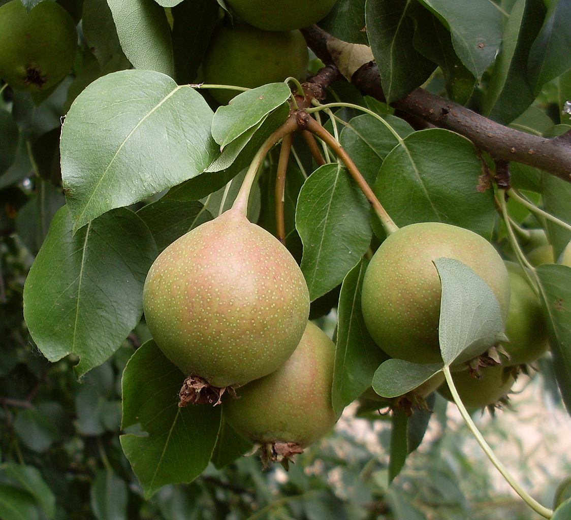 Image of Pyrus communis specimen.