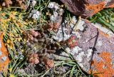 Rosularia tadzhikistana