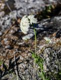 Valeriana alliariifolia. Верхушка побега с соцветием. Армения, обл. Гегаркуник, берег оз. Севан, окр. с. Норашен, ≈ 1900 м н.у.м., каменистый участок лугового склона. 21.06.2022.