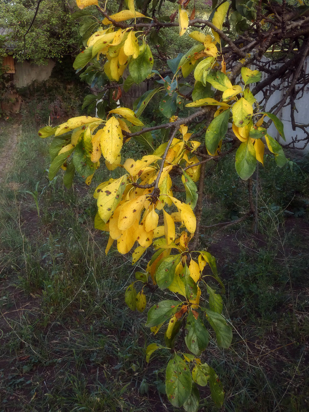 Image of Prunus domestica specimen.