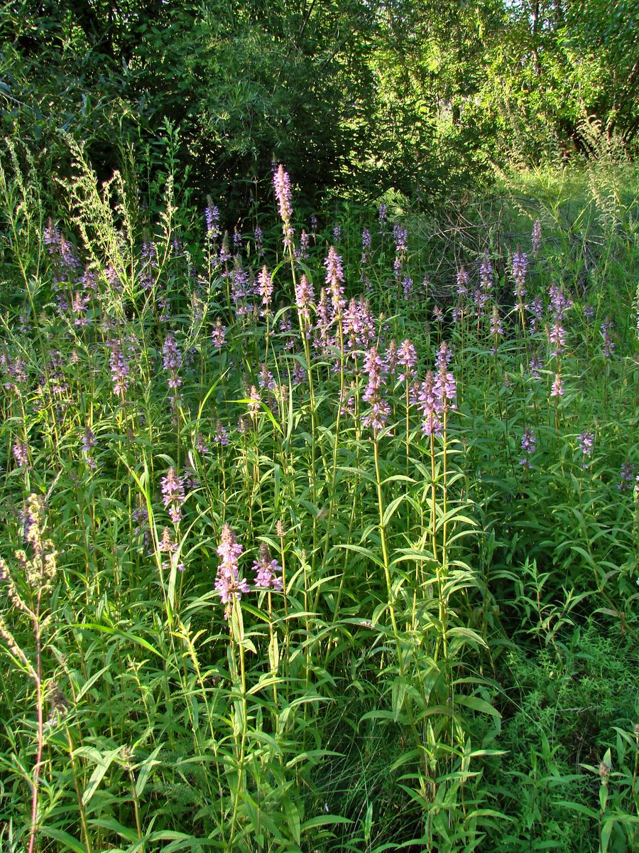 Image of Stachys palustris specimen.