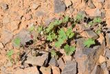 Geranium rotundifolium. Цветущее (белоцветковая форма) и плодоносящее растение. Узбекистан, Ташкентская обл., хр. Каржантау, склон р. Аюбсай, крупнообломочная осыпь. 05.06.2022.