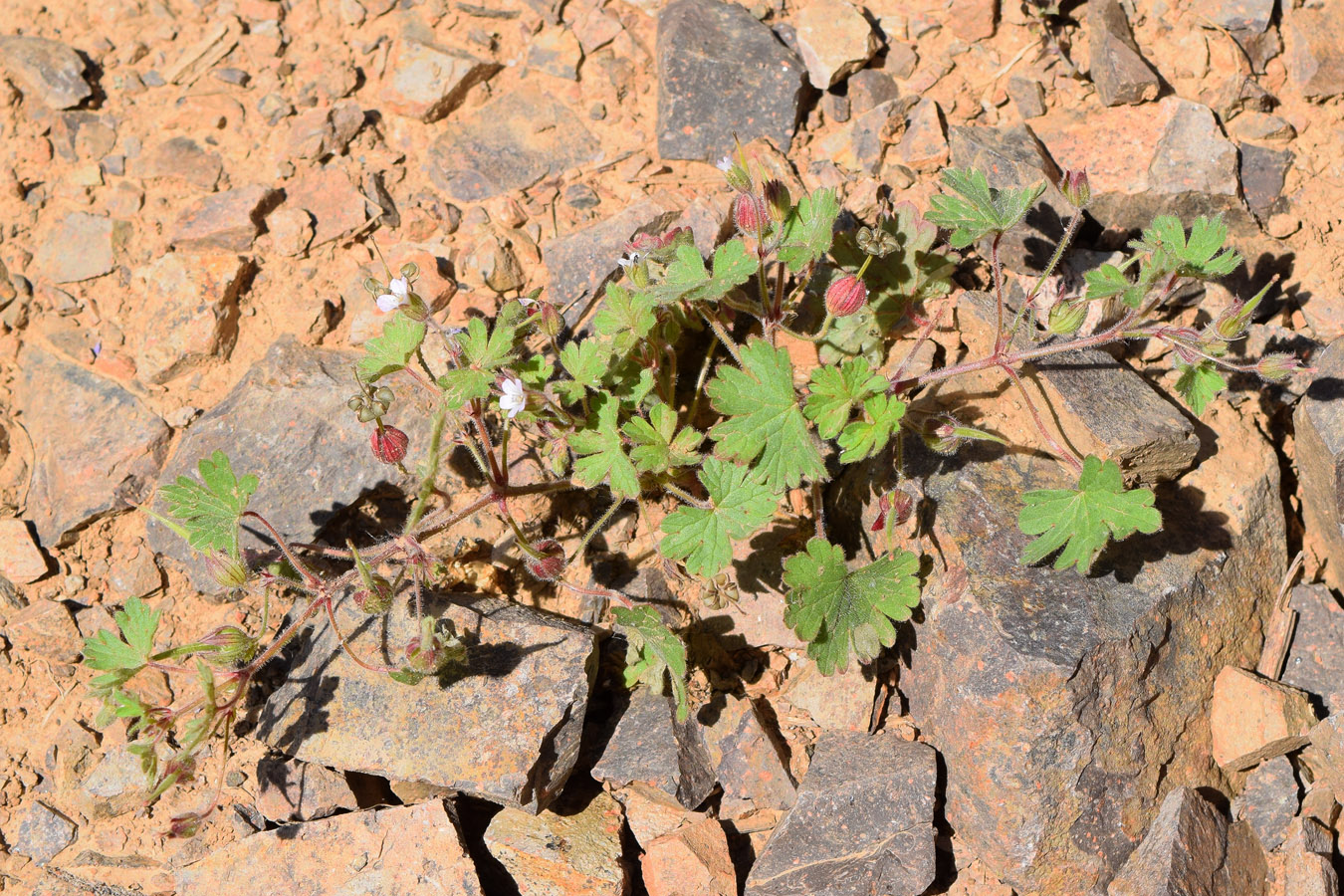 Image of Geranium rotundifolium specimen.