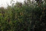 Crotalaria pallida. Цветущее и плодоносящее растение. Индия, штат Уттаракханд, округ, Найнитал, Jim Corbett National Park. 02.12.2002.