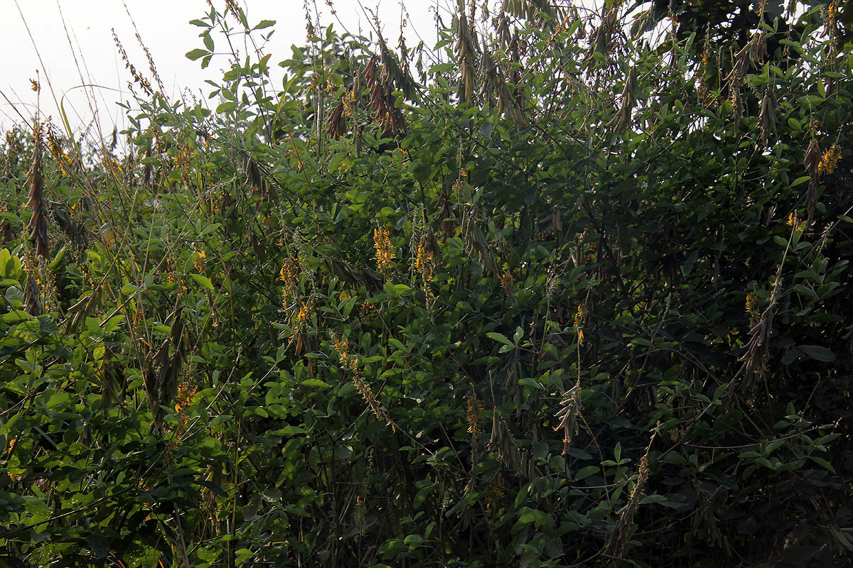 Изображение особи Crotalaria pallida.