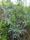 Artemisia sericea