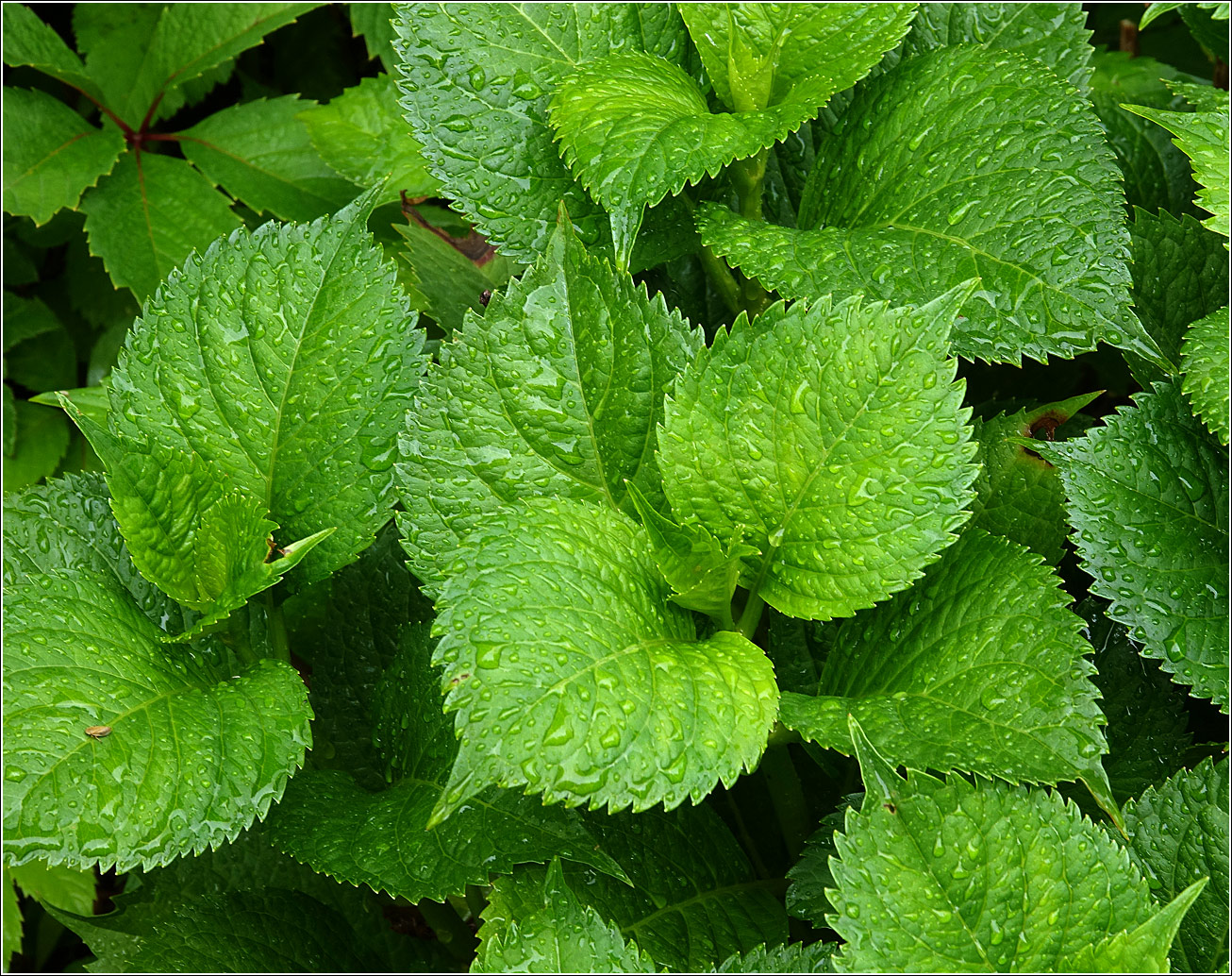 Image of Hydrangea macrophylla specimen.