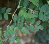 Astragalus glycyphyllos. Часть побега. Республика Адыгея, Майкопский р-н, окр. устья ручья Толмач, обочина лесовозной дороги. 29 июля 2022 г.