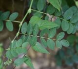 Astragalus glycyphyllos