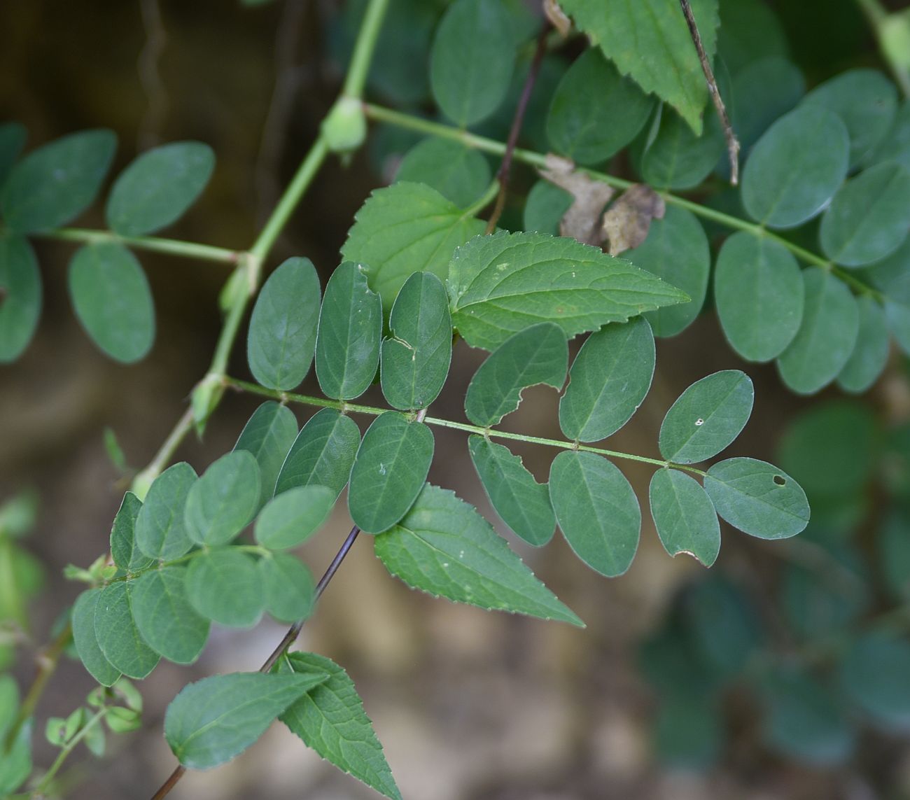 Изображение особи Astragalus glycyphyllos.