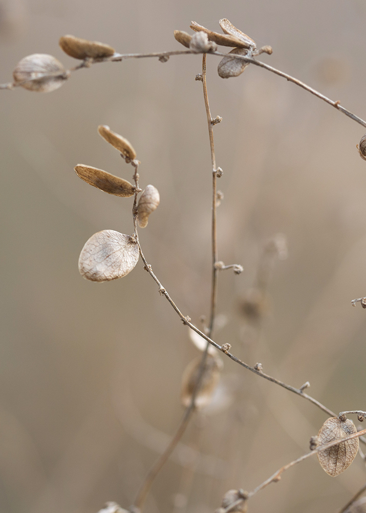 Image of genus Atriplex specimen.