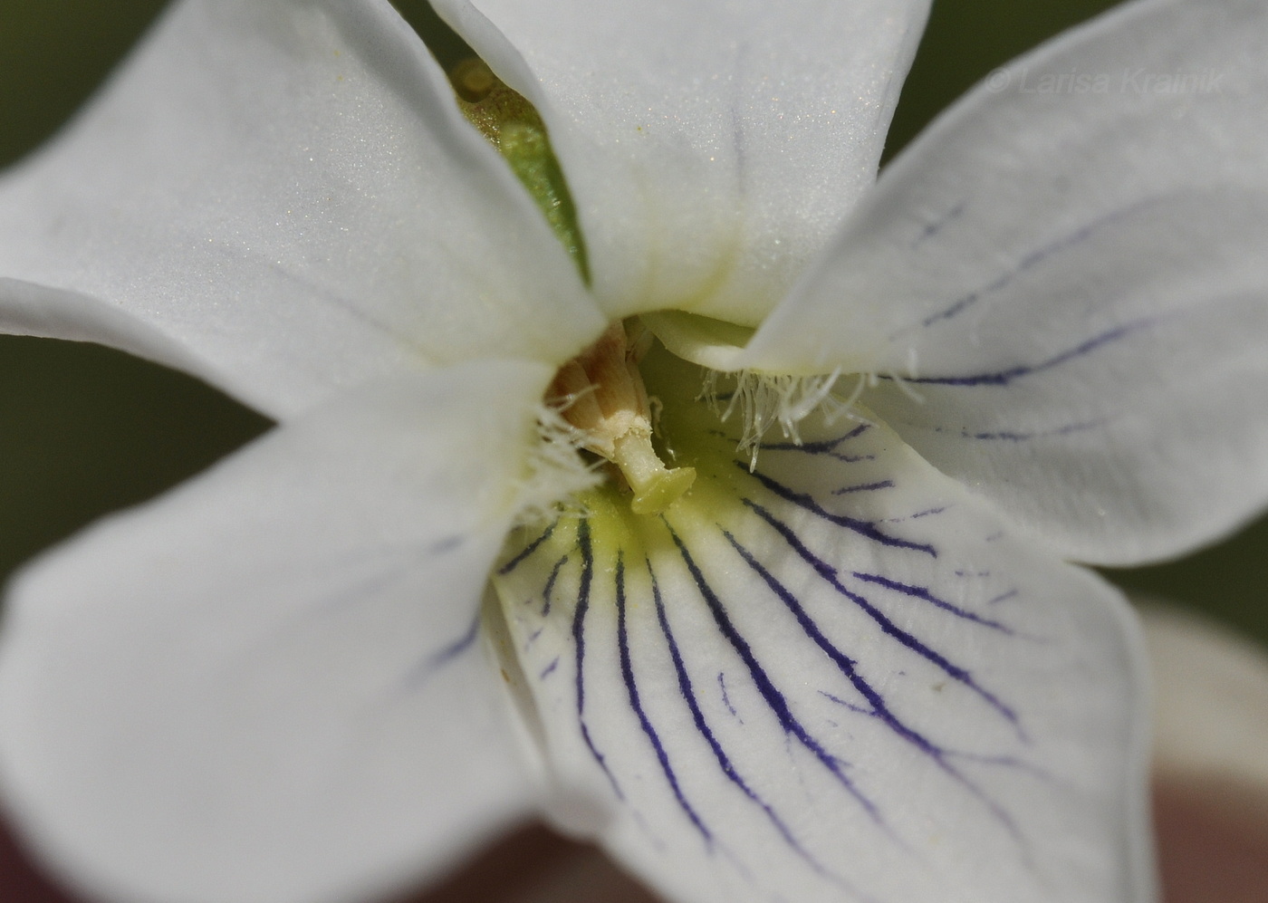 Image of Viola patrinii specimen.