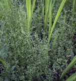 Galium uliginosum. Растения в начале цветения в сообществе с Acorus calamus. Владимирская обл., г. Александров, оз. Дичковское, топкий берег. 10.06.2022.