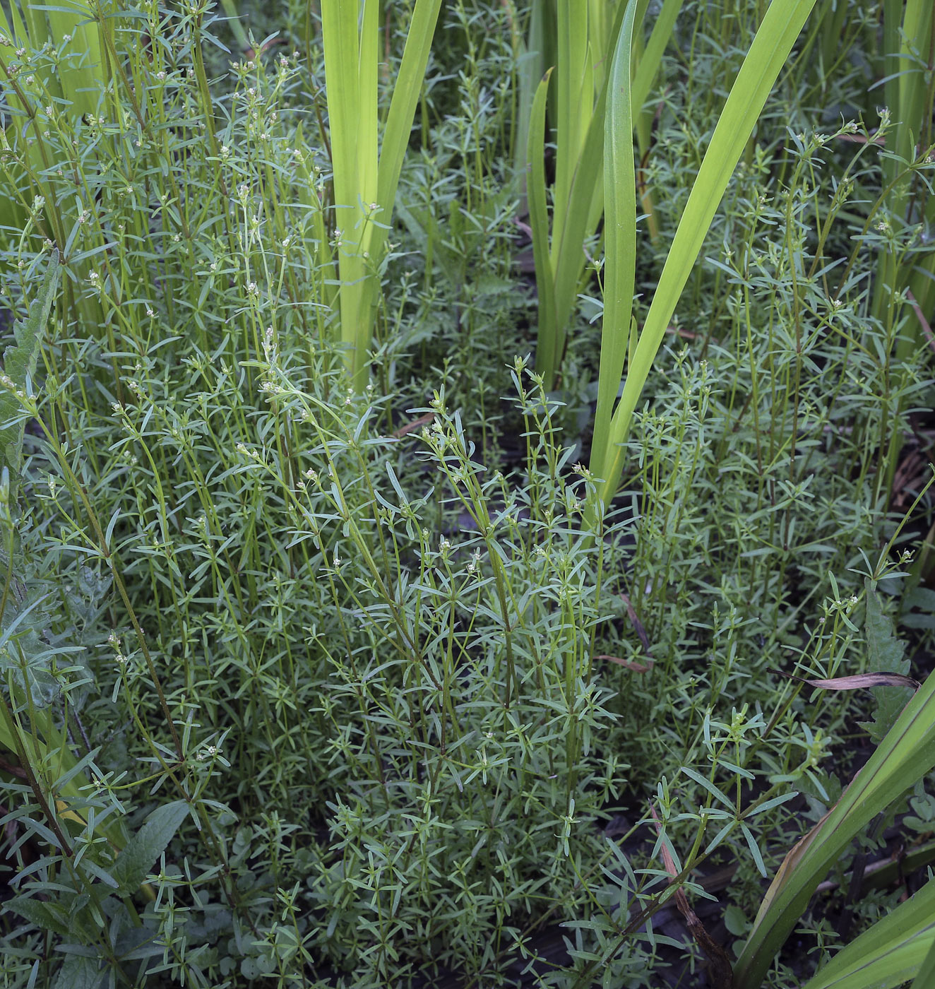 Изображение особи Galium uliginosum.