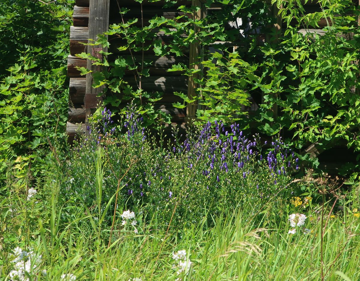 Image of Aconitum × stoerkianum specimen.