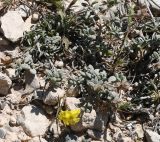 Helianthemum stipulatum