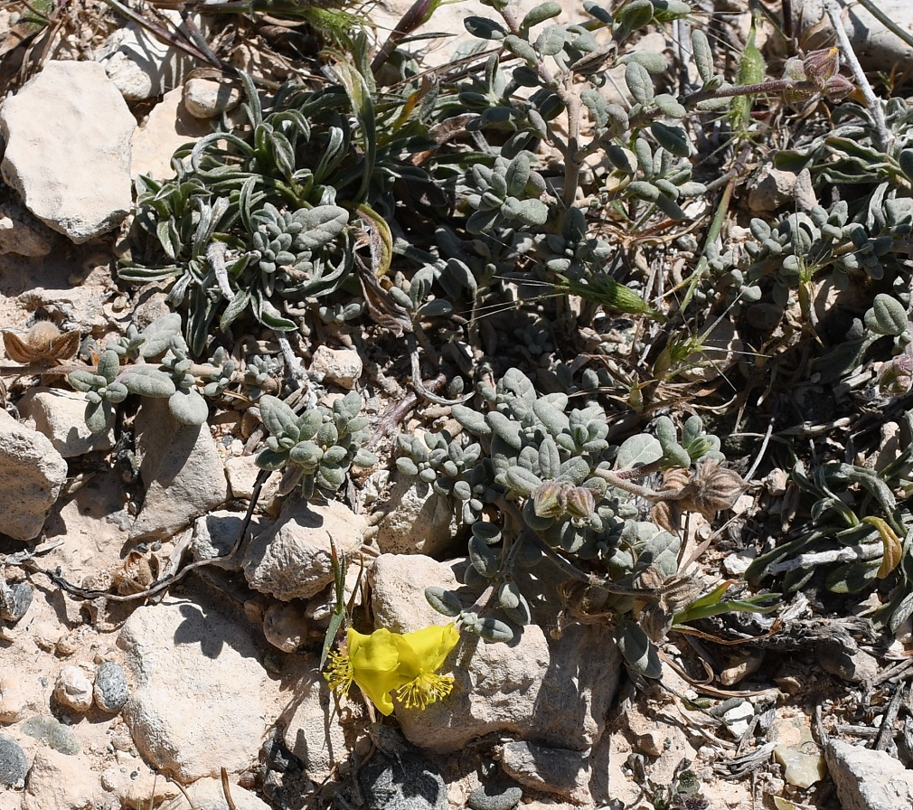 Image of Helianthemum stipulatum specimen.