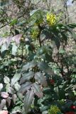 Mahonia aquifolium. Верхушка цветущего растения. Узбекистан, г. Ташкент, Ботанический сад им. Ф.Н.Русанова. 14.03.2009.