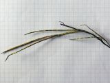 Image of taxon representative. Author is Анна Малыхина