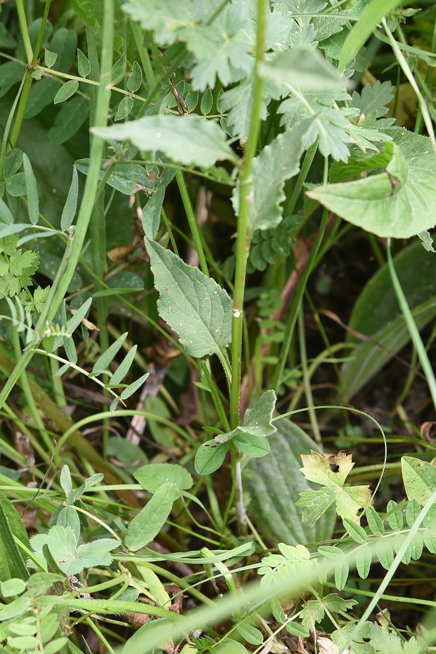 Image of Campanula rapunculoides specimen.