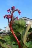 Bergenia crassifolia