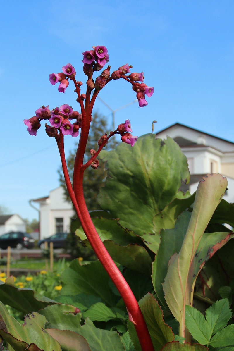 Изображение особи Bergenia crassifolia.