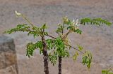 Moringa oleifera. Верхушка ветви с соцветием. Египет, мухафаза Асуан, храмовый комплекс Абу-Симбел, в культуре. 04.05.2023.