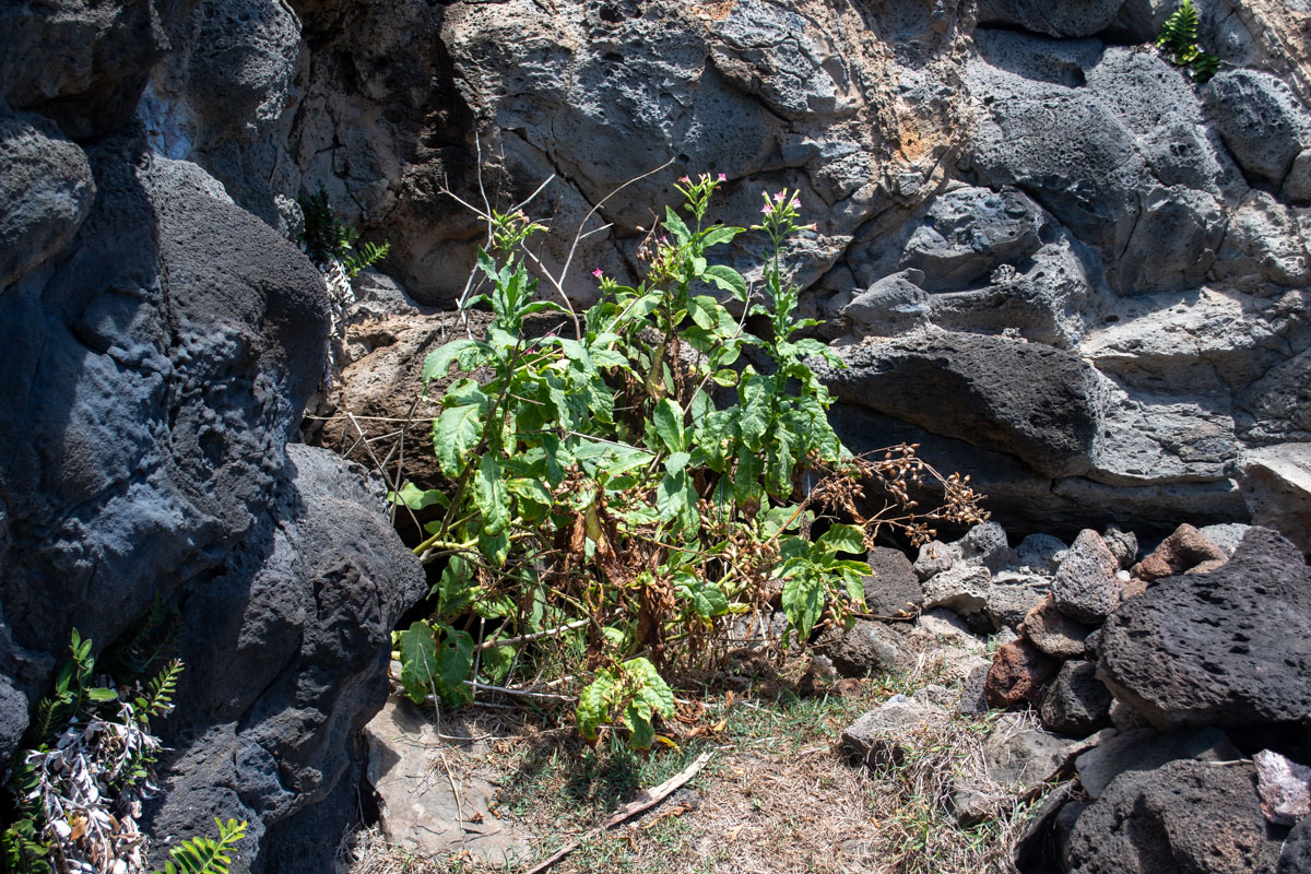 Изображение особи Nicotiana tabacum.