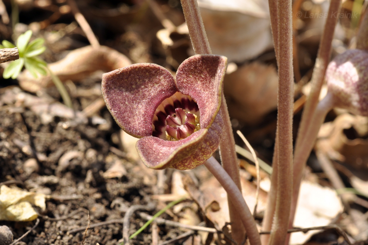 Изображение особи Asarum sieboldii.