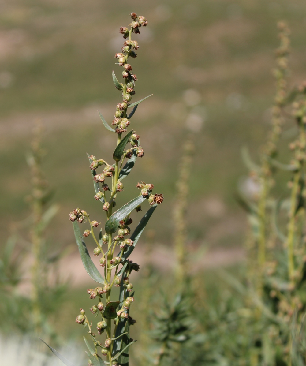 Изображение особи Artemisia dracunculus.