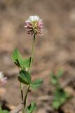 Trifolium hybridum. Верхушка побега с соцветием. Кабардино-Балкария, Эльбрусский р-н, долина р. Ирик, луговой склон. 21.08.2023.