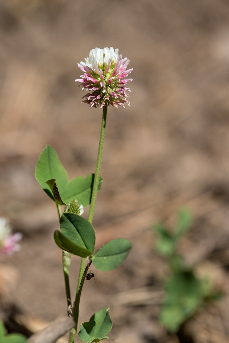 Изображение особи Trifolium hybridum.