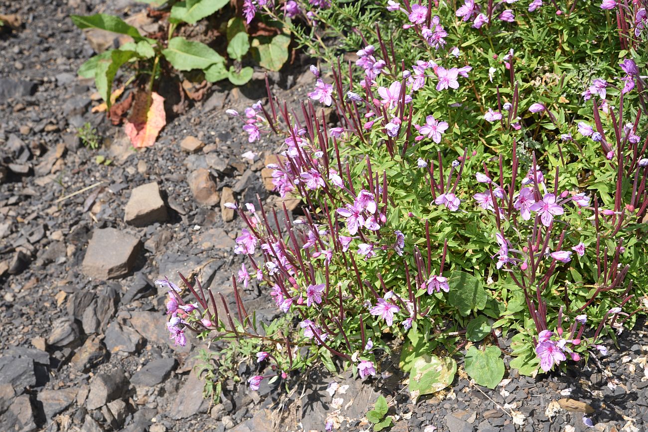 Image of Chamaenerion colchicum specimen.