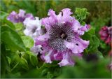 Petunia × hybrida