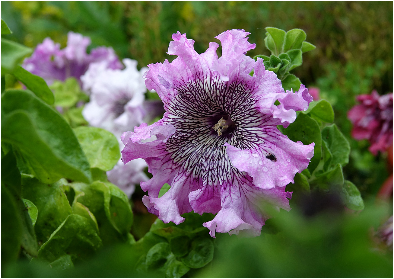 Image of Petunia &times; hybrida specimen.