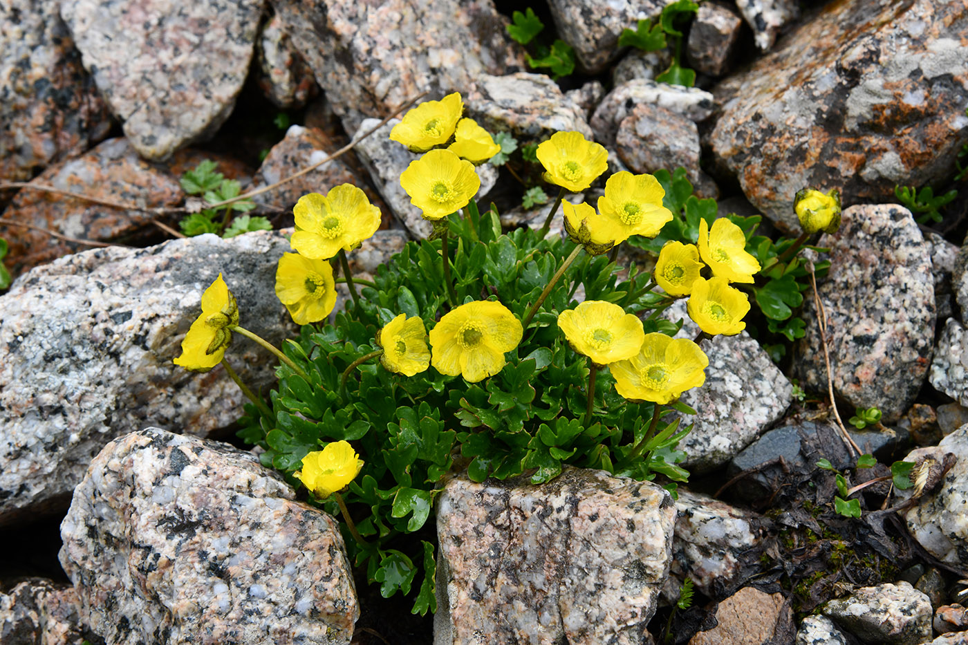 Изображение особи Ranunculus transiliensis.