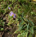 Aster bessarabicus