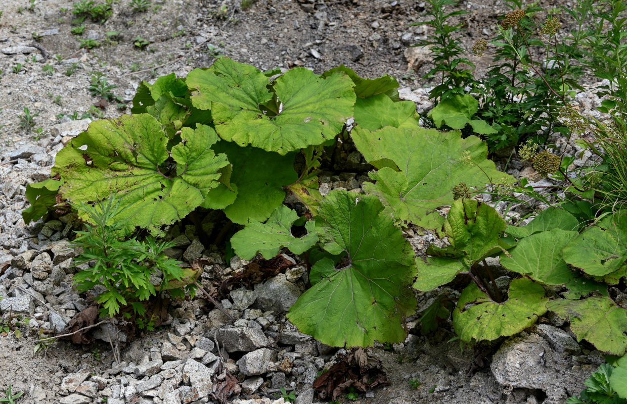Image of Petasites amplus specimen.