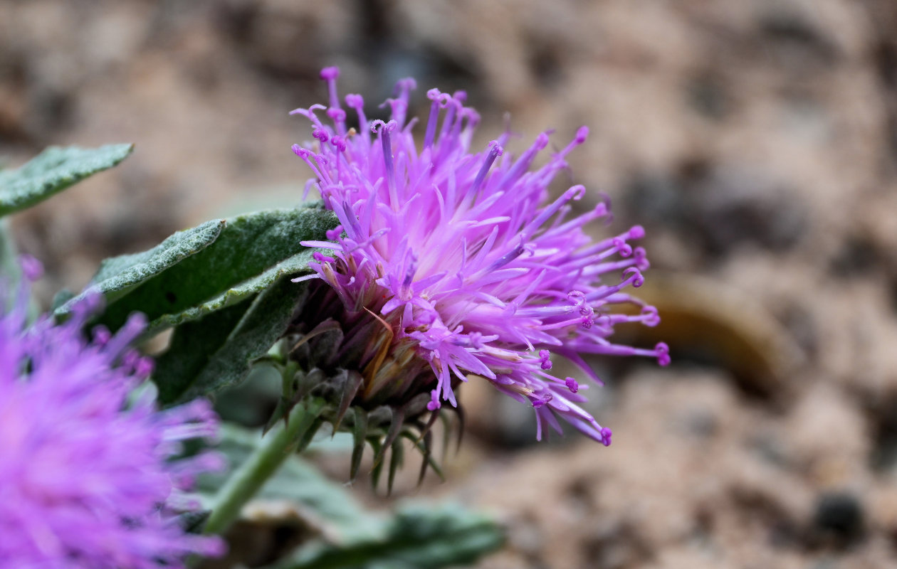 Image of Jurinea algida specimen.
