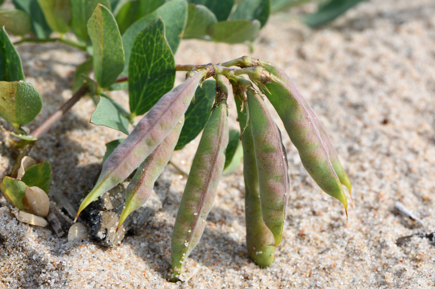 Image of Lathyrus japonicus ssp. pubescens specimen.