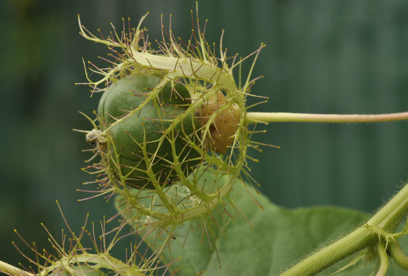 Image of Passiflora foetida specimen.