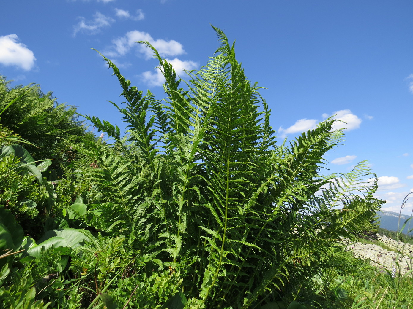 Image of Oreopteris limbosperma specimen.