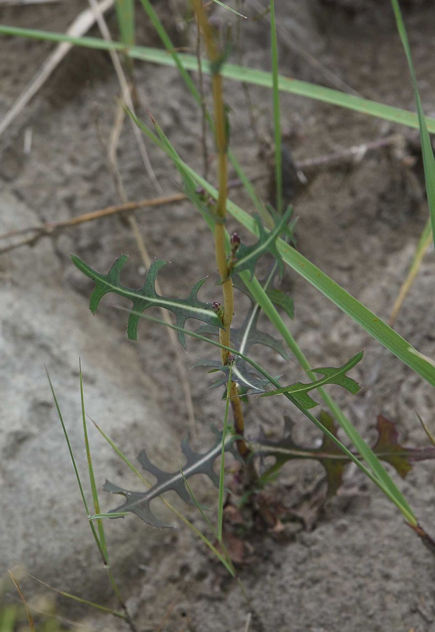 Изображение особи Lactuca serriola.