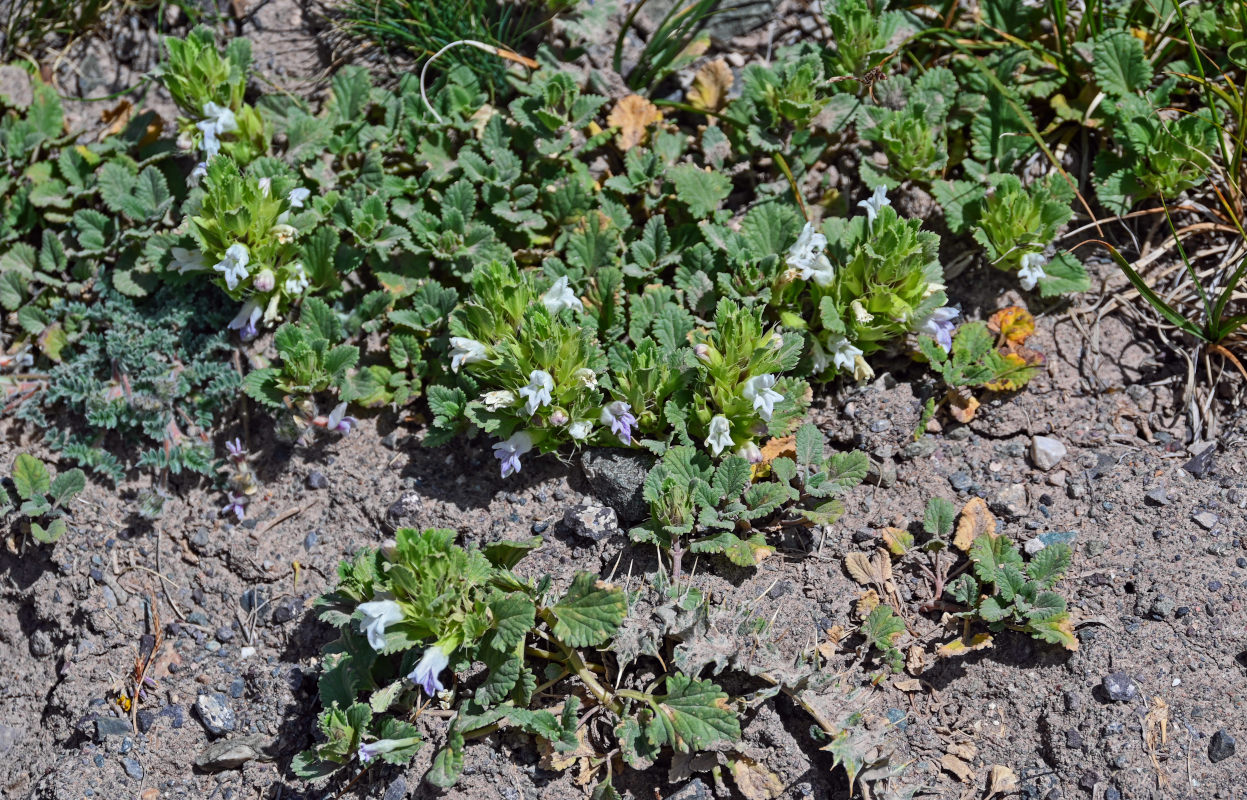Image of Dracocephalum heterophyllum specimen.