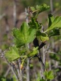 Grossularia reclinata. Верхушка ветви с бутоном. Магаданская обл., окр. г. Магадан, заброшенный огород. 26.06.2023.