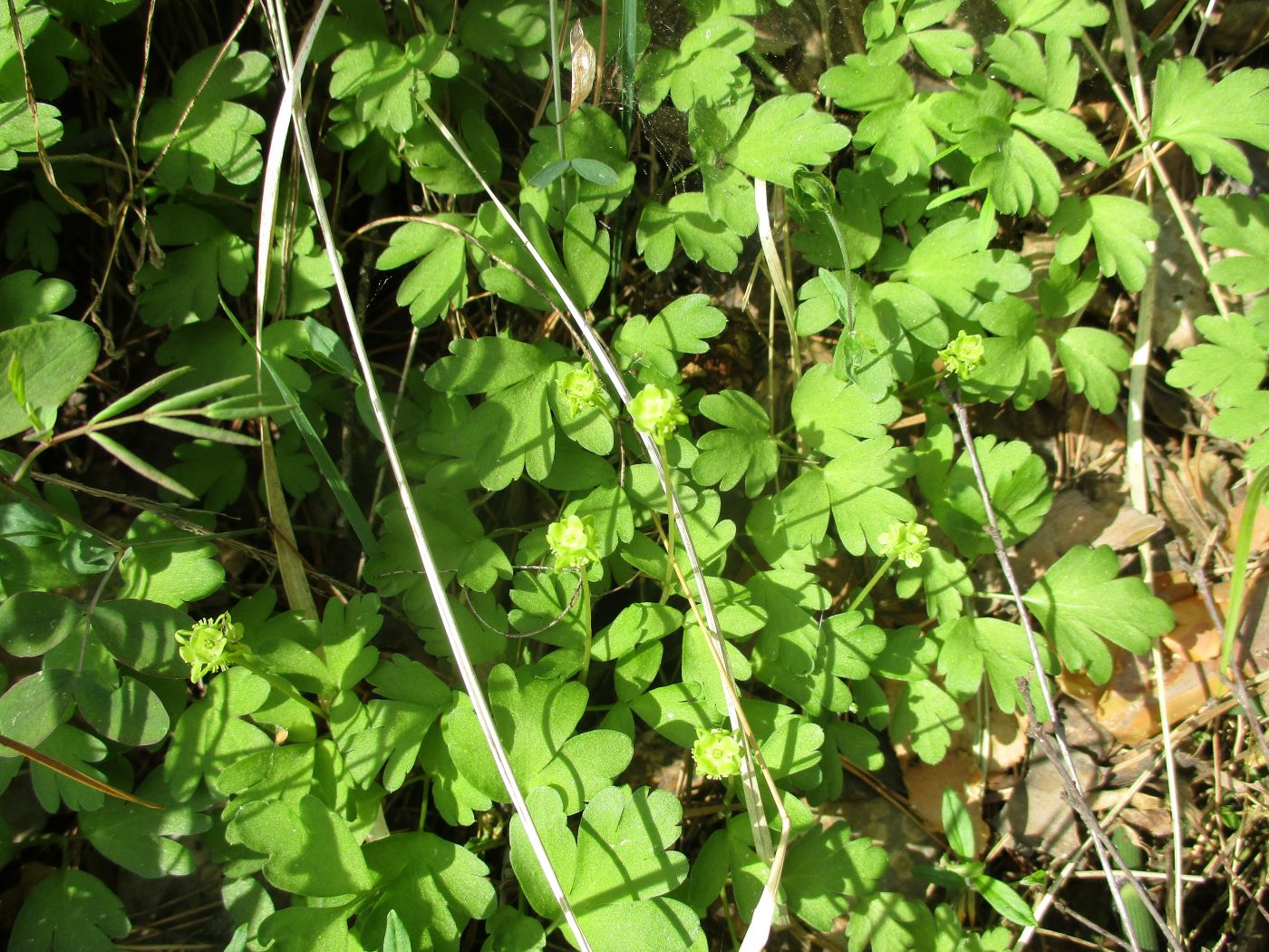 Image of Adoxa moschatellina specimen.