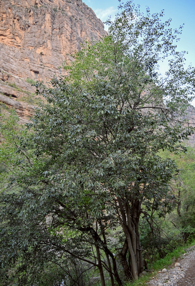 Изображение особи Celtis caucasica.