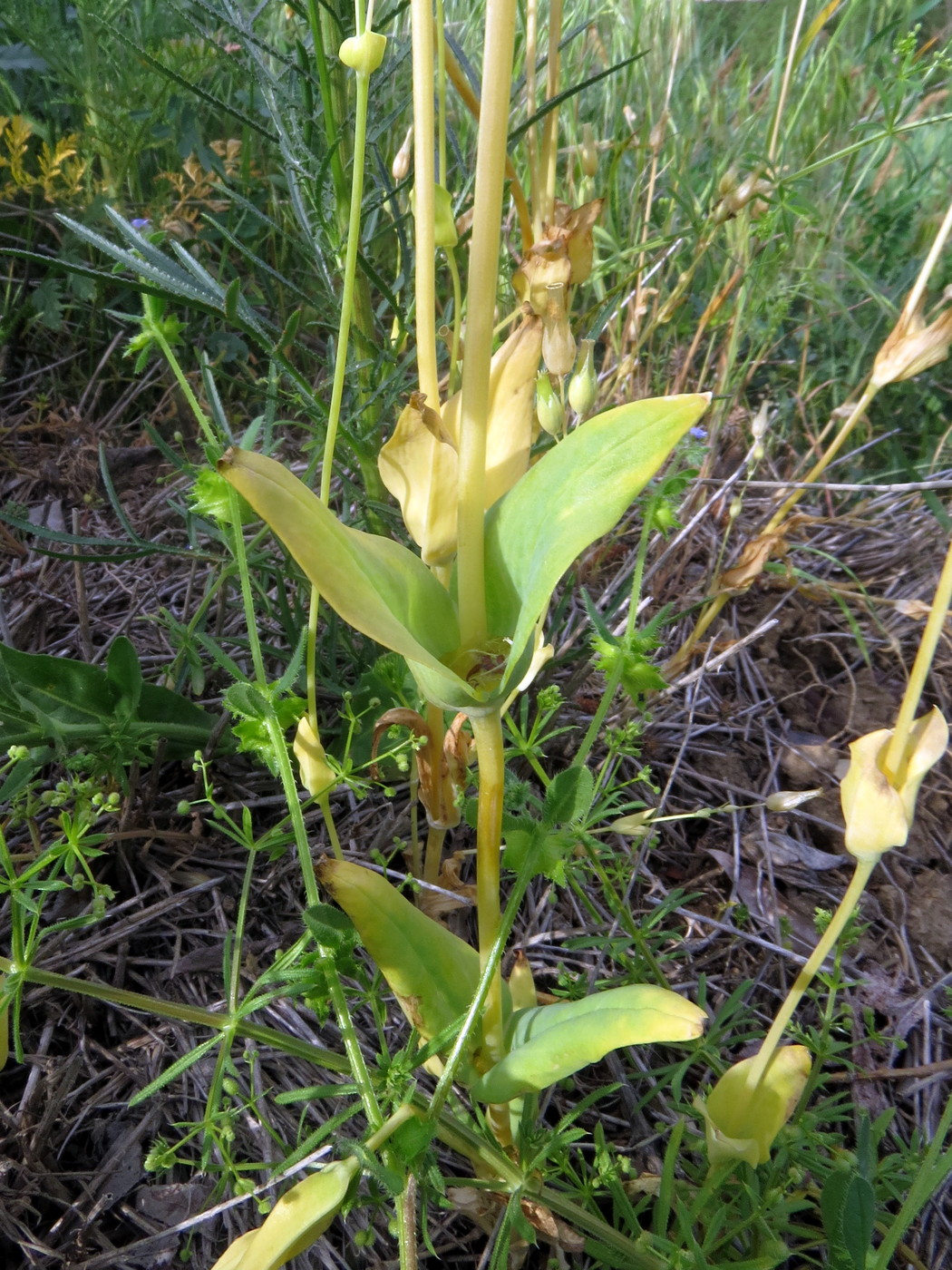 Изображение особи Cerastium perfoliatum.